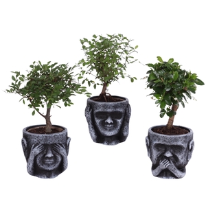 Bonsai Indoor Mix Ø09cm Ball Shape in Ceramic pot Ø12cm