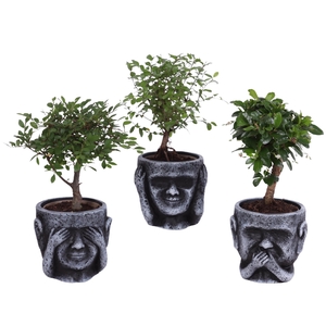 Bonsai Indoor Mix Ø09cm Ball Shape in Ceramic pot Ø12cm