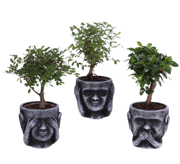 <h4>Bonsai Indoor Mix Ø09cm Ball Shape in Ceramic pot Ø12cm</h4>