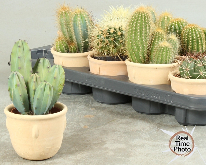 <h4>CACTUS OV</h4>
