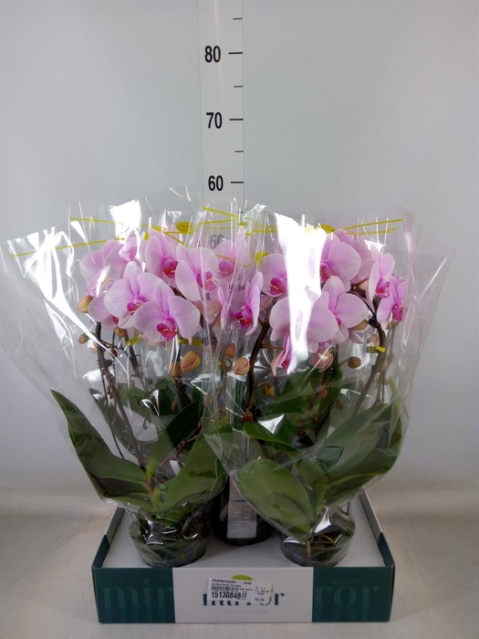 <h4>Phalaenopsis   ...rose</h4>