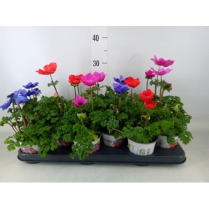 Anemone cor. 'Harmony'   ..mix