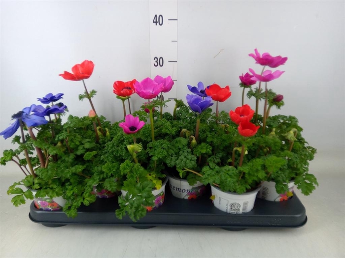 <h4>Anemone cor. 'Harmony'   ..mix</h4>