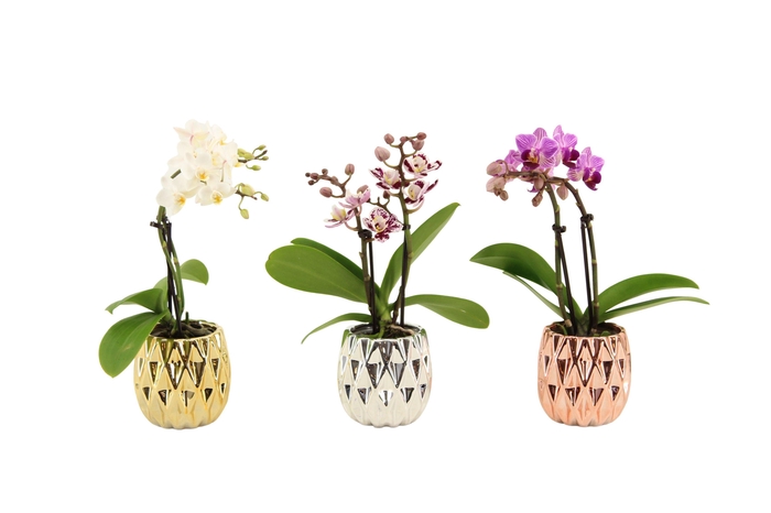 <h4>Dolomite Quartz Luxury Mix Tiny Dolls Mix 2T10+ Aqu@</h4>