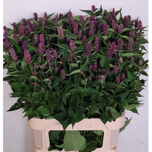 AGASTACHE OV