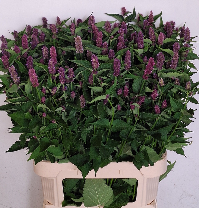 <h4>AGASTACHE OV</h4>