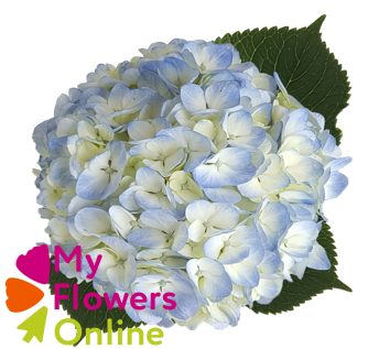 <h4>Hydr Super Select Blue 17-18cm CO</h4>