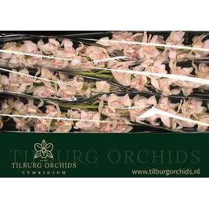 Cymb T Mrs Sugar Lee