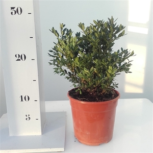 Buxus 'Green Velvet' 15cm struik