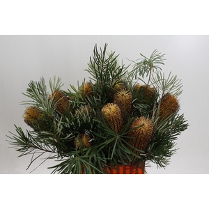 Banksia Spinulosa