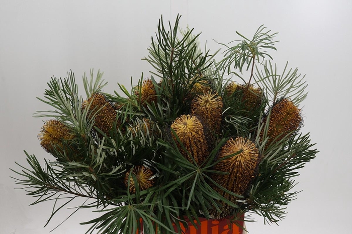 Banksia Spinulosa