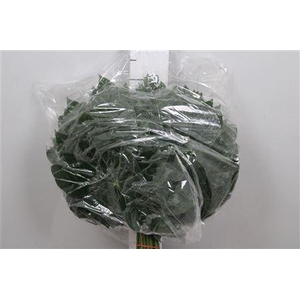 Aralia Medium