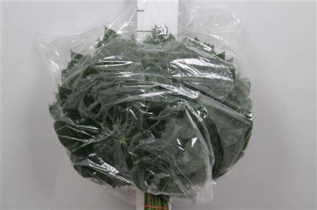 <h4>Aralia Medium</h4>