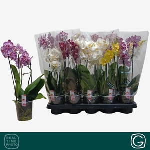 PHAL MF GEM 4 KL