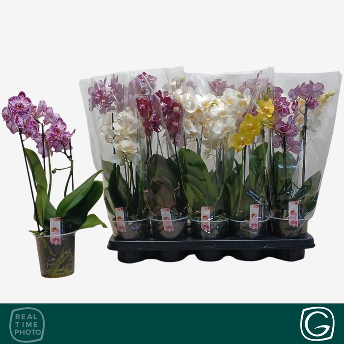 <h4>PHAL MF GEM 4 KL</h4>