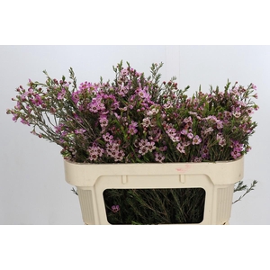 Chamelaucium Grand Adi