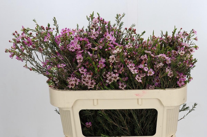 <h4>Chamelaucium Grand Adi</h4>