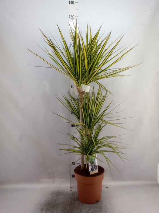 Dracaena marg. 'Sunray'