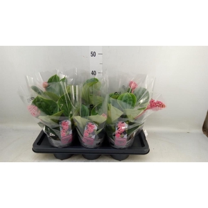 Medinilla magn. 'Lambada'