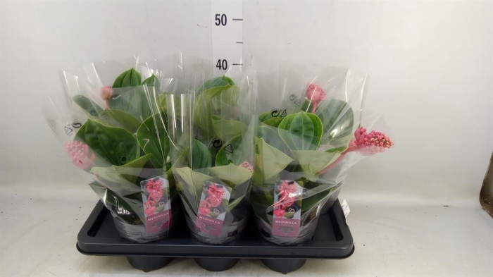 <h4>Medinilla magn. 'Lambada'</h4>