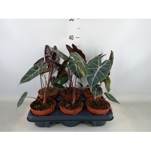 Alocasia   ...
