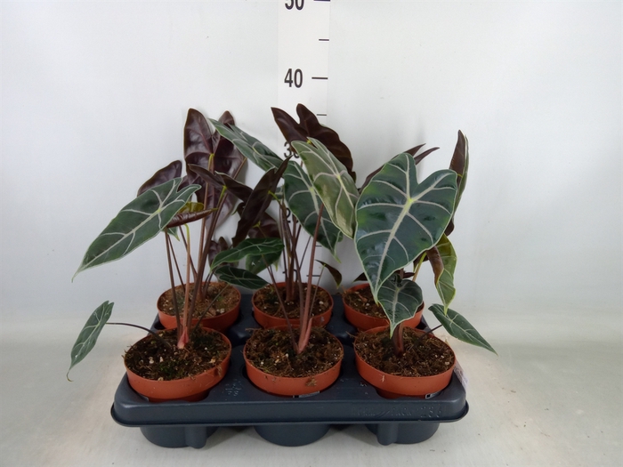 <h4>Alocasia   ...</h4>