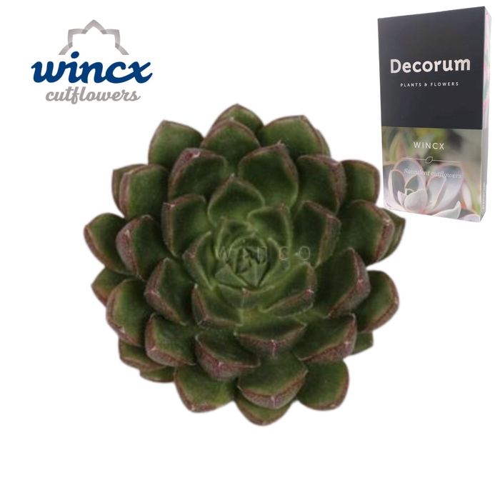 <h4>Echeveria Setosa Victor Cutflower Wincx-5cm</h4>