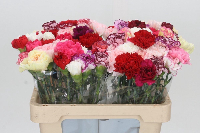 <h4>Dianthus St Rainbow</h4>