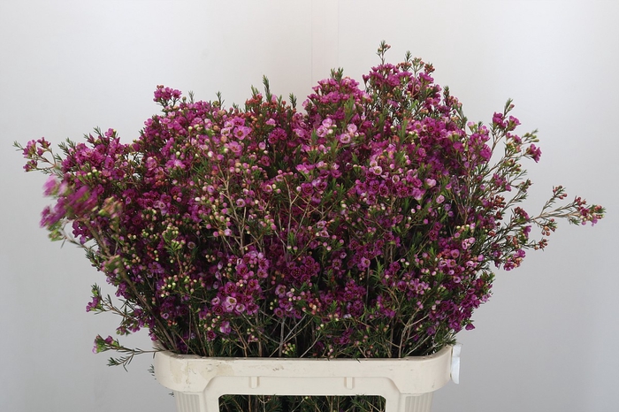 <h4>Chamelaucium 'Nina's Delight'</h4>