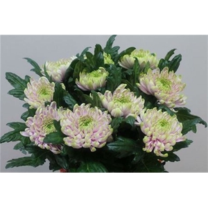 CHR G ROSS CHARLOTTE ANGEBOT