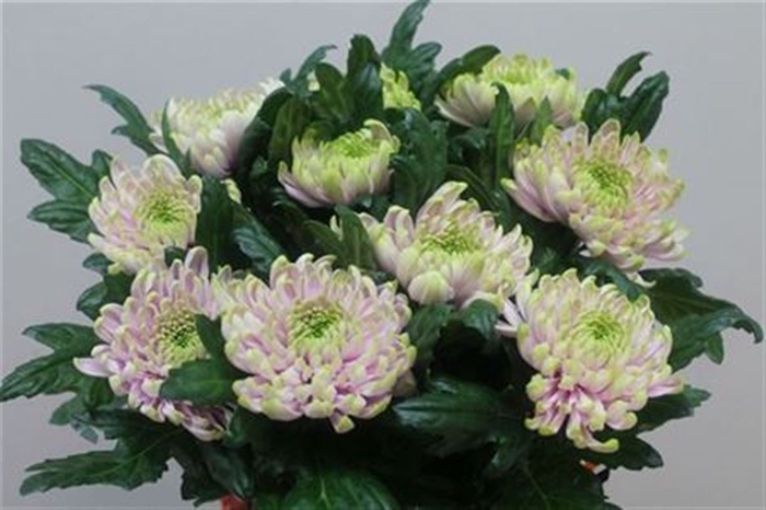 <h4>CHR G ROSS CHARLOTTE ANGEBOT</h4>