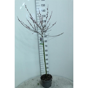 Salix gracilistyla 'Mt. Aso'