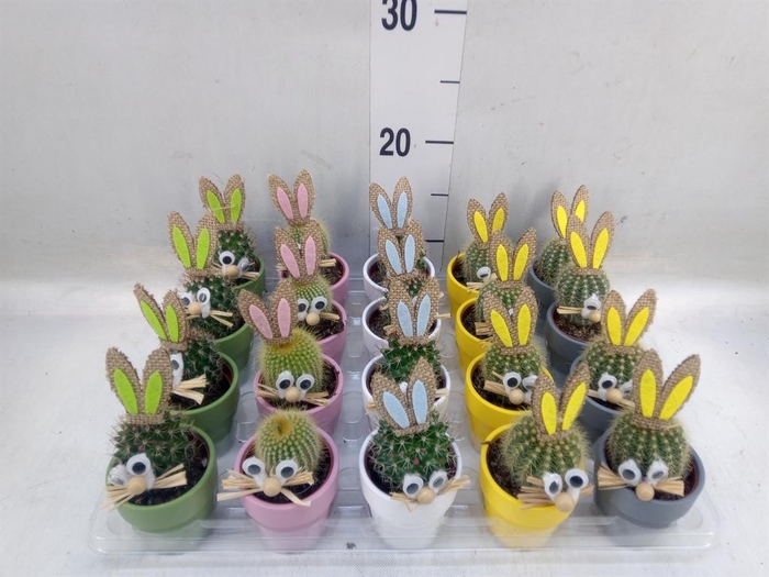 <h4>Cactus   ...decorated</h4>