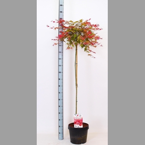 ACER PA BENI-MAIKO