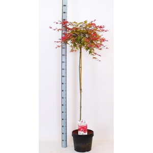 ACER PA BENI-MAIKO