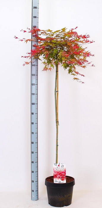 <h4>ACER PA BENI-MAIKO</h4>