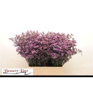 LIMONIUM SAFORA PINK SKY