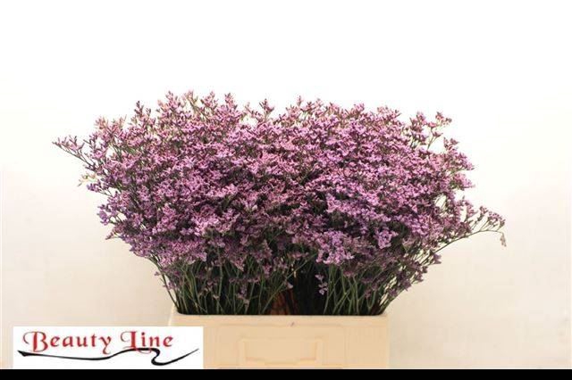 <h4>LIMONIUM SAFORA PINK SKY</h4>