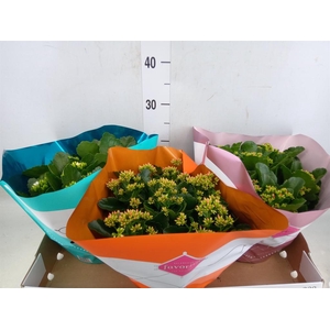 Kalanchoe blos.   ..mix 5