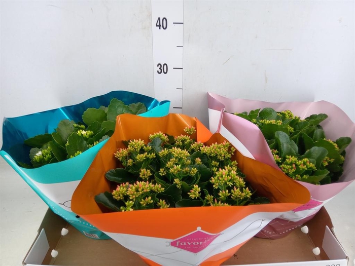 <h4>Kalanchoe blos.   ..mix 5</h4>