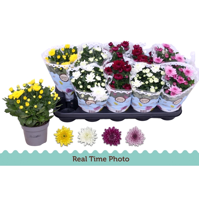 <h4>CHRYS GEVULDBL GEM</h4>