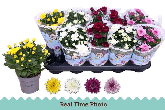 <h4>CHRYS GEVULDBL GEM</h4>