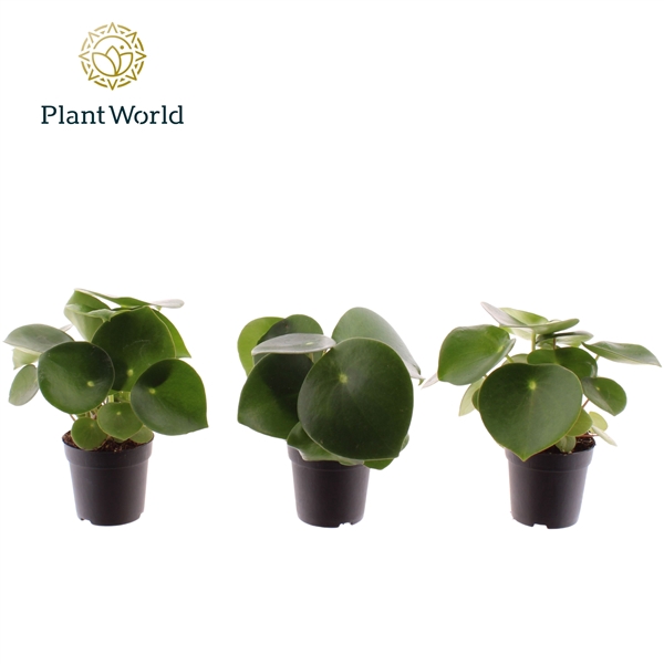 <h4>Peperomia Raindrop</h4>