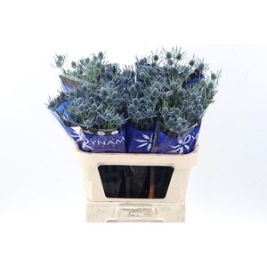 Eryng Blue Dynamite 80cm