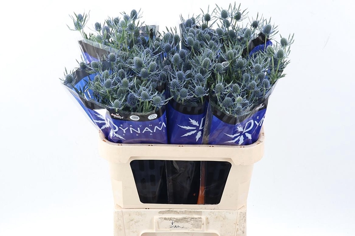 <h4>Eryng Blue Dynamite 80cm</h4>