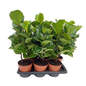 Ficus Tibaco
