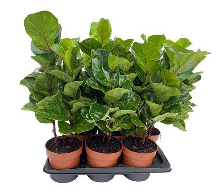 <h4>Ficus Tibaco</h4>