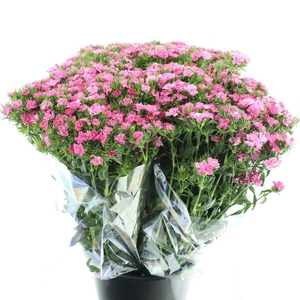 Di Barb Ball Pink Super