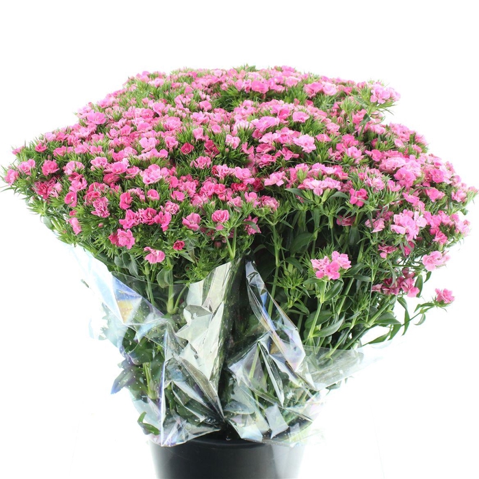 <h4>Di Barb Ball Pink Salmon Super</h4>