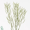 BRASSICA NAPUS BRASSICA NAPUS